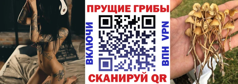 Галлюциногенные грибы Cubensis  Кущёвская 