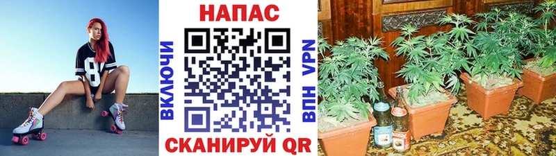 МАРИХУАНА Ganja  мориарти официальный сайт  Кущёвская  что такое наркотик 